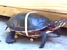 Turtle with skateboard modification is a lot faster.