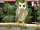 Cool owl can transform in 3 modes.