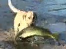Dog catches a huge fish