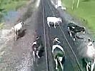 Drunk Russian train engineers brutally hit a herd of cows.