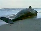 Stranded whale explodes a huge load of sperm over crowd.