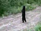 Upright walking 3 legged bear.