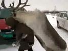 Reindeer rapes lady.