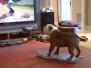 Dog plays Tony Hawk Wii game on skateboard.