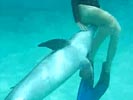 Dolphin smells between girl's legs.