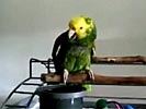 Creepy parrot cries like a baby