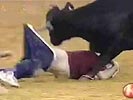 Mad bull rips off dude's pants!