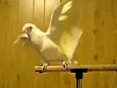 Dubstep parrot has got some awesome moves!