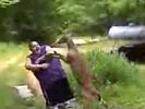 Deer attacks fat guy