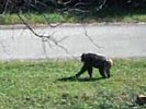 Escaped chimp smashes windscreen of police car.